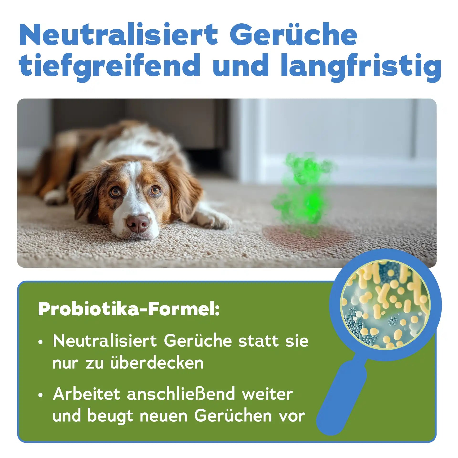 Enzymreiniger + Geruchsentferner Hund (2-teilig)