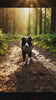 Enzymreiniger Hund Wald